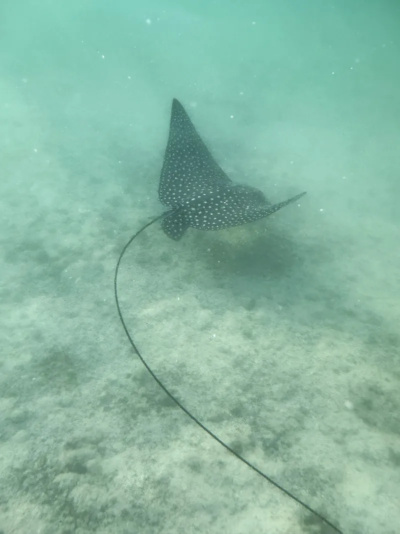 stingray-underwater